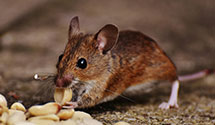 24 Hour & Emergency Exterminators in Carmen, OK